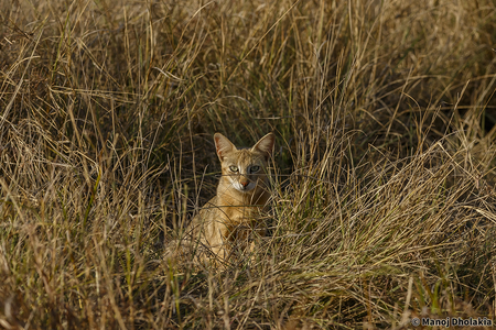 Gir National Park