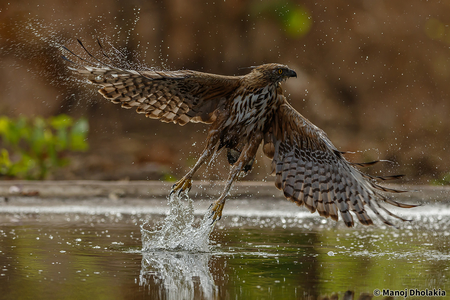 Birding at Gir National Park