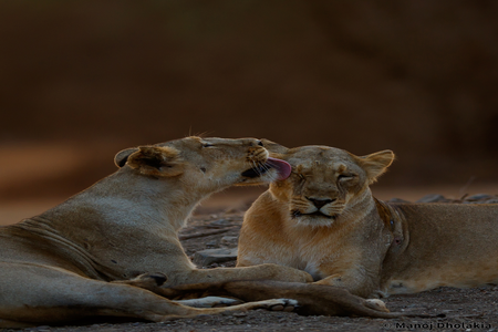 Gir National Park