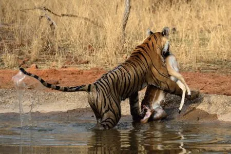 Ranthambore National Park