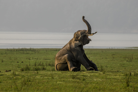 Elephant at Jim Corbett