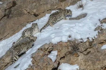 Snow Leopard Expedition India