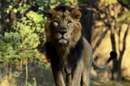 Asiatic Lion Gir National Park