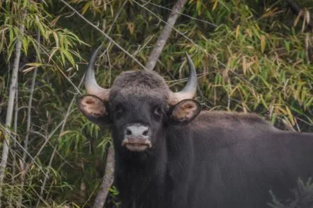 Indian Gaur