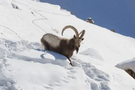 Wildlife In Himalayas