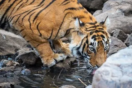 Tiger Safari at Ranthambore National Park