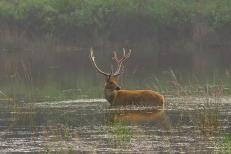 Hard Ground Barasingha