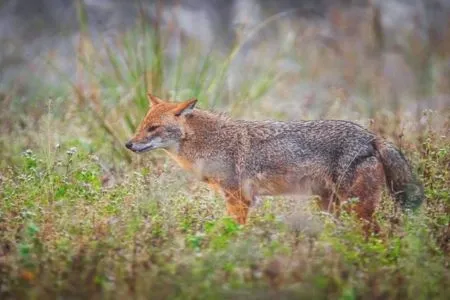 Golden Jackal