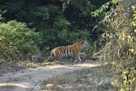 Jim Corbett National Park