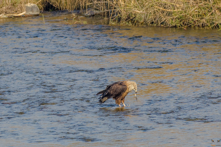 Birding in Dhikala zone