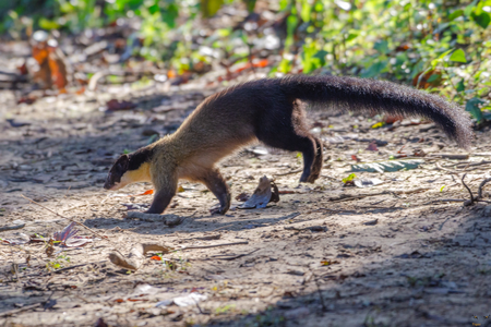 yellow throated marten