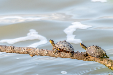 Tent Turtle kaziranga