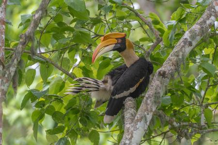 Great Hornbill Kaziranga