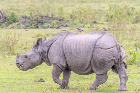 One Horned Rhino