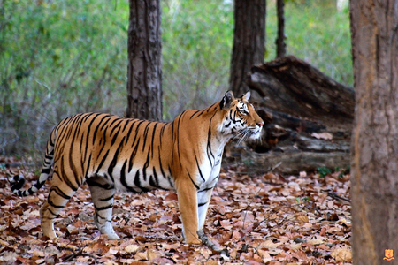 Central India