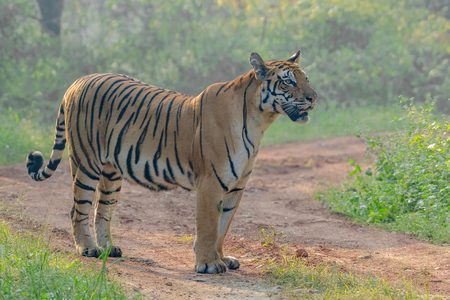 Kanha National Park