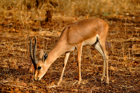 Indian Gazelle