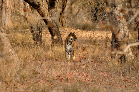 Jeep safari bandhavgarh