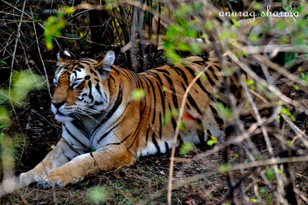 Collarwali Female Pench