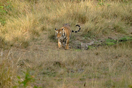 Tiger cubs in Bandhavgarh