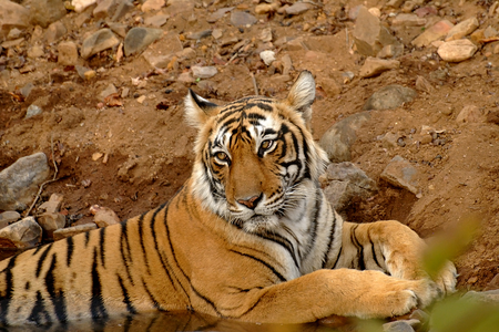 Zone 3 Ranthambore