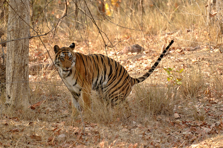 Tigers of India