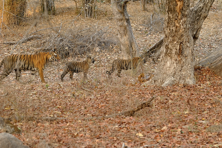 Kankati Tiger Bandhavgarh