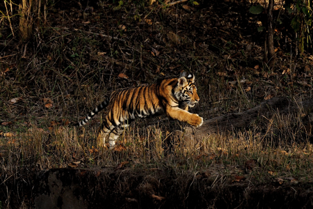 Tigers of Kanha