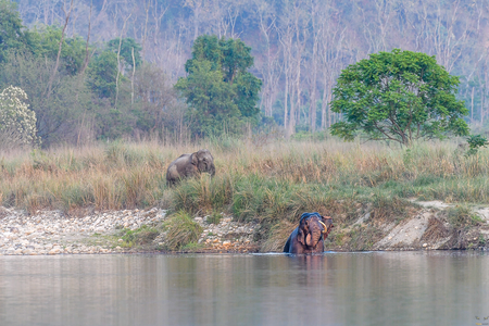 Asian Elephant Dhikala