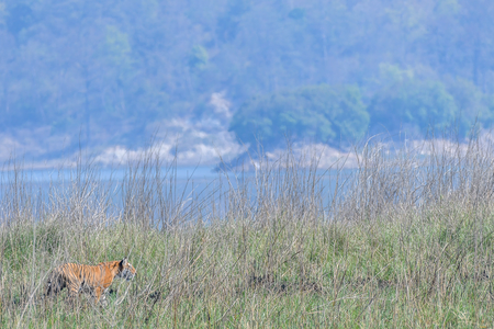 Dhikala Jim Corbett