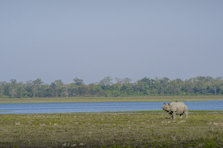 One horned Rhino Kaziranga