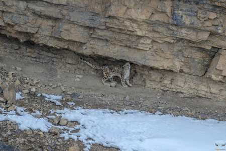 Best places to see Snow Leopard