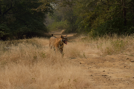 Ranthambore national park