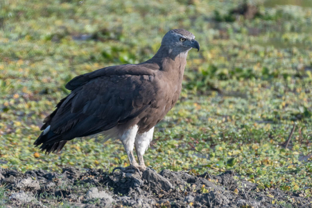 Birds of Kaziranga