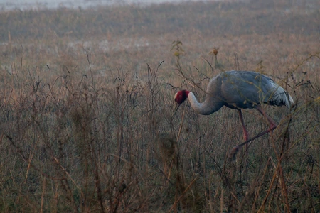 Kevladeo National Park