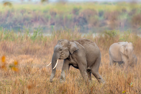 Asian Elephant Kaziranga