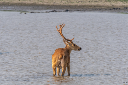 Swamp Deer kaziranga