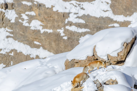 Wildlife in Himalayas