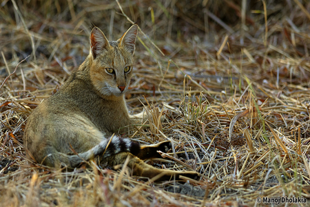 Jungle Cat