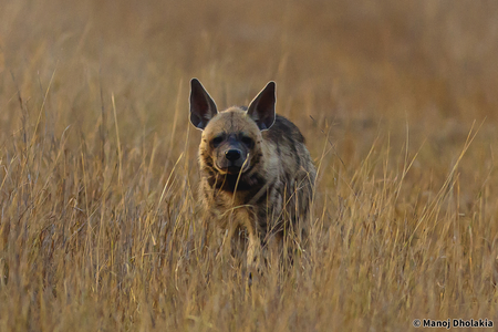 Stried Hyena