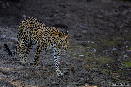 Leopard Gir