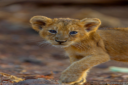 Lion cub at Gir