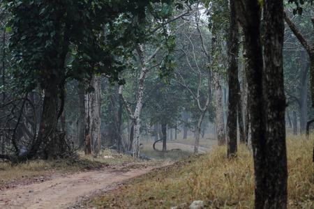 Pench National Park