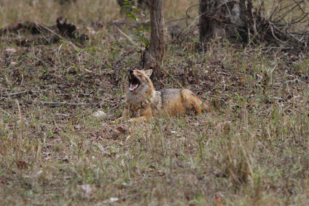 Jackal Pench National Park