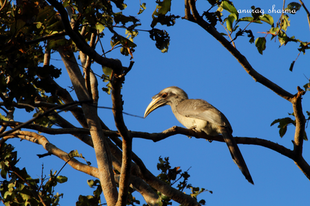 Birds in Pench