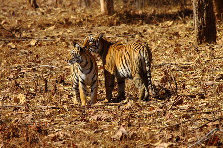 Tigers of Tadoba