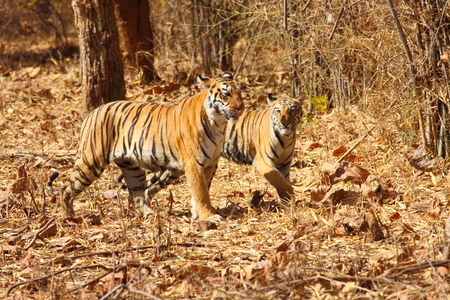 Mohurli Zone Tadoba