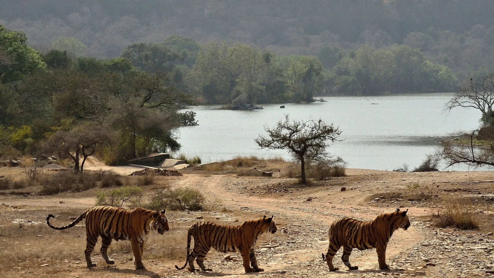 Indian Wildlife Safaris