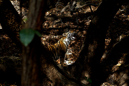 Maghdi Zone Bandhavgarh