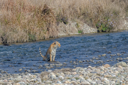 Tiger in Dhikala Zone Jim Corbett